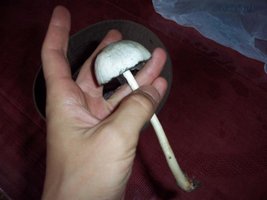 pavuna-domingo-novembro 056.jpg