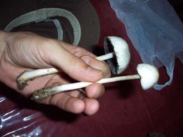 pavuna-domingo-novembro 057.jpg