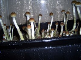 Imagem 0530.jpg