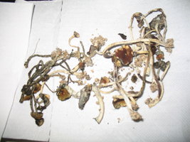 00004_1024_768.jpg
