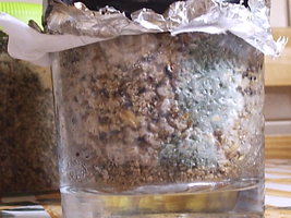 P1010010c (1).JPG