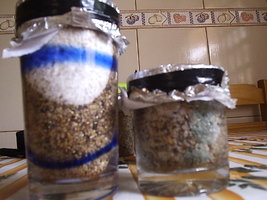 P1010010c (2).JPG