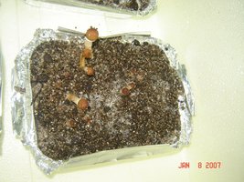 Case2.JPG