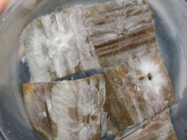 papelao 007.jpg