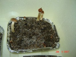 Case1.JPG