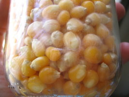 milho1 002.jpg