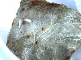 100_2742.jpg