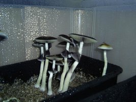 Imagem 0730.jpg