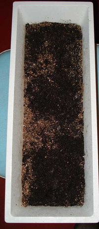 flor limpa superior.jpg