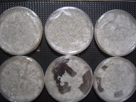placa1-18-12-06.JPG