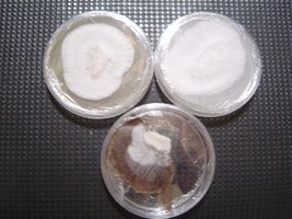 placapapalao.JPG
