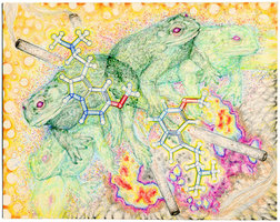 bufo-02-2004.jpg
