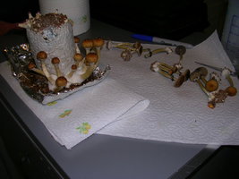 DSCN1323.JPG