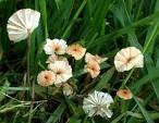 Marasmius epiphylloides.jpg
