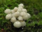 Marasmius rotula.jpg