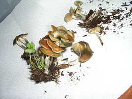 DSCN1083.JPG