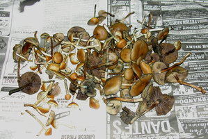 DSCN1129.JPG