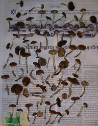 DSCN1178.JPG