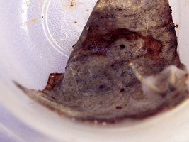 100_2776.jpg