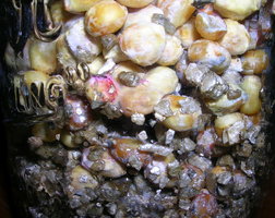 DSCN1330.JPG