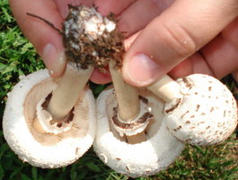 caça 6.jpg