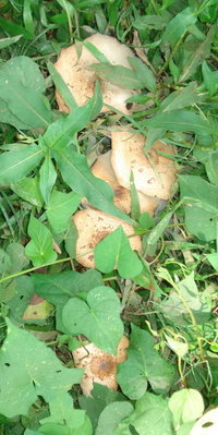 caça 9.jpg