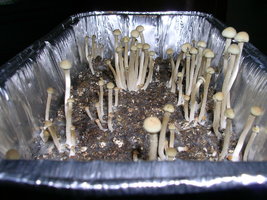 DSCN1352.JPG