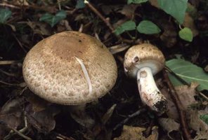 Agaricus_silvaticus2.jpg