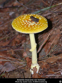 amanita_muscaria_formosa8.jpg