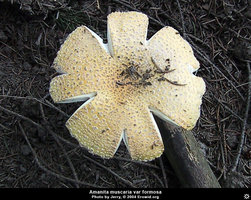amanita_muscaria_formosa10.jpg