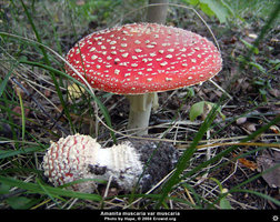 amanita_muscaria_muscaria2.jpg
