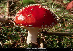 amanita_muscaria_muscaria15.jpg