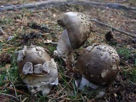 Amanita_submembranacea_sized.jpg