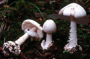 Amanita_virosa_7_L.jpg