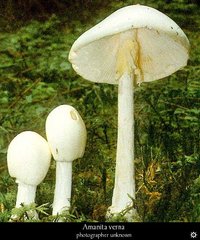 amanita_verna1.jpg