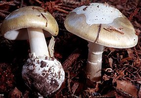 Amanita_phalloides_L.jpg