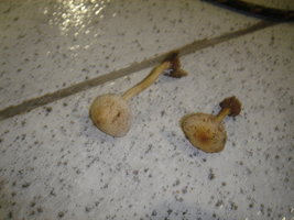 DSC00830.JPG