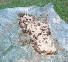 esterco + vermiculita + po concha.jpg