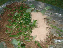 bosta + verm + folhas.jpg