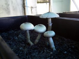 Imagem 0805.jpg