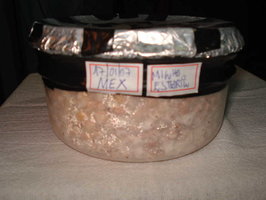pote MEX.jpg