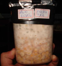 pote taz 2.jpg