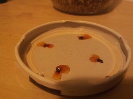 agar.jpg