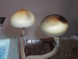DSCF1204.JPG