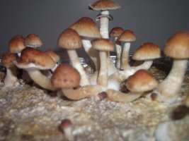 DSCF1206.JPG