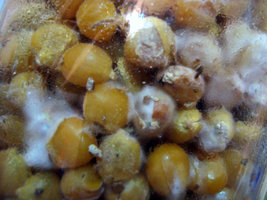 DSC08302.JPG