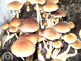 ecuador-yosterizzii01.jpg