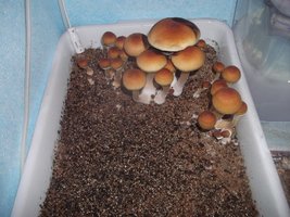 DSCF1215.JPG