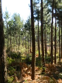 Floresta II.JPG