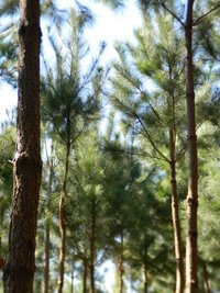 Floresta I.JPG